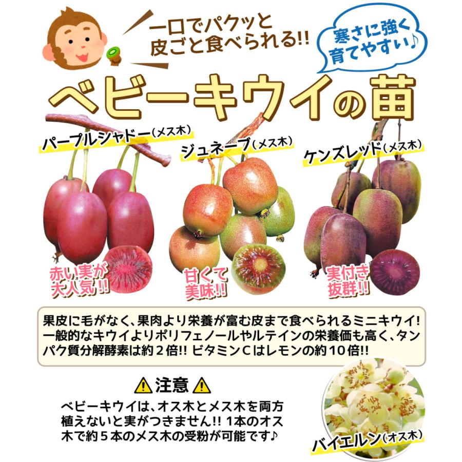 苗 苗木 ベビーキウイ ジュネーブ 2株 家庭菜園 小さいキウイ ビタミンc 皮食べられるキウイ ポリフェノール ルテイン 自給自足 植物 鉢植え 果樹苗 19 Pori 1335 花と緑 国華園 通販 Yahoo ショッピング