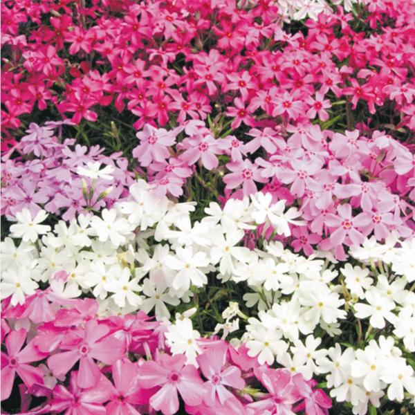 花苗大特価 芝桜 シバザクラ ケース販売 1ケース40株入り 送料無料 19 Pori 1449 花と緑 国華園 通販 Yahoo ショッピング