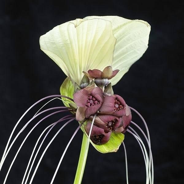 春植え球根 タッカ インテグリフォリア ホワイトバットフラワー 1球 早期割引 花