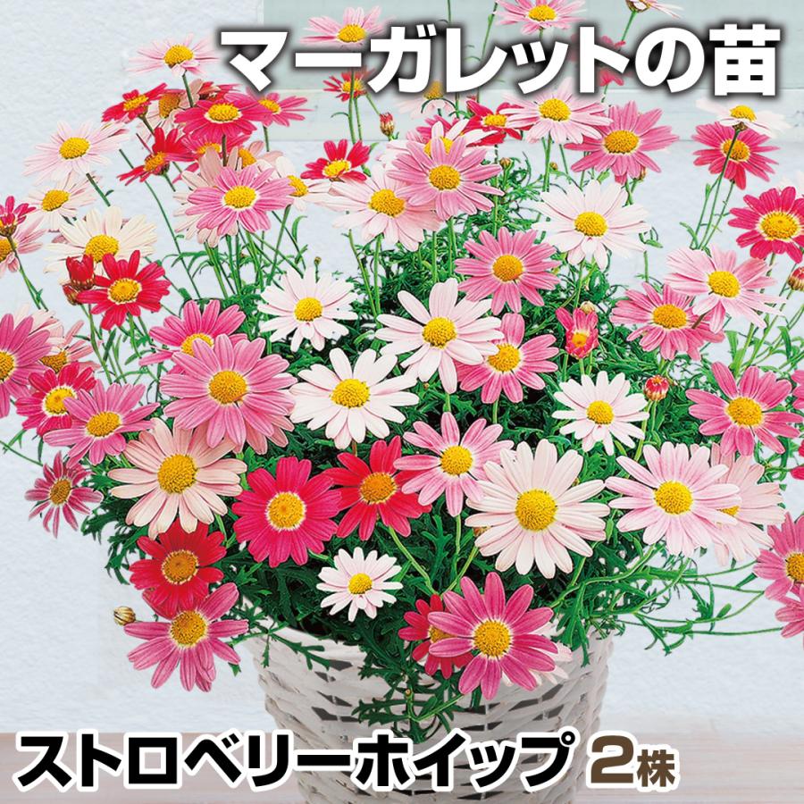迅速な対応で商品をお届け致します 花苗 マーガレット ストロベリーホイップpvp 2
