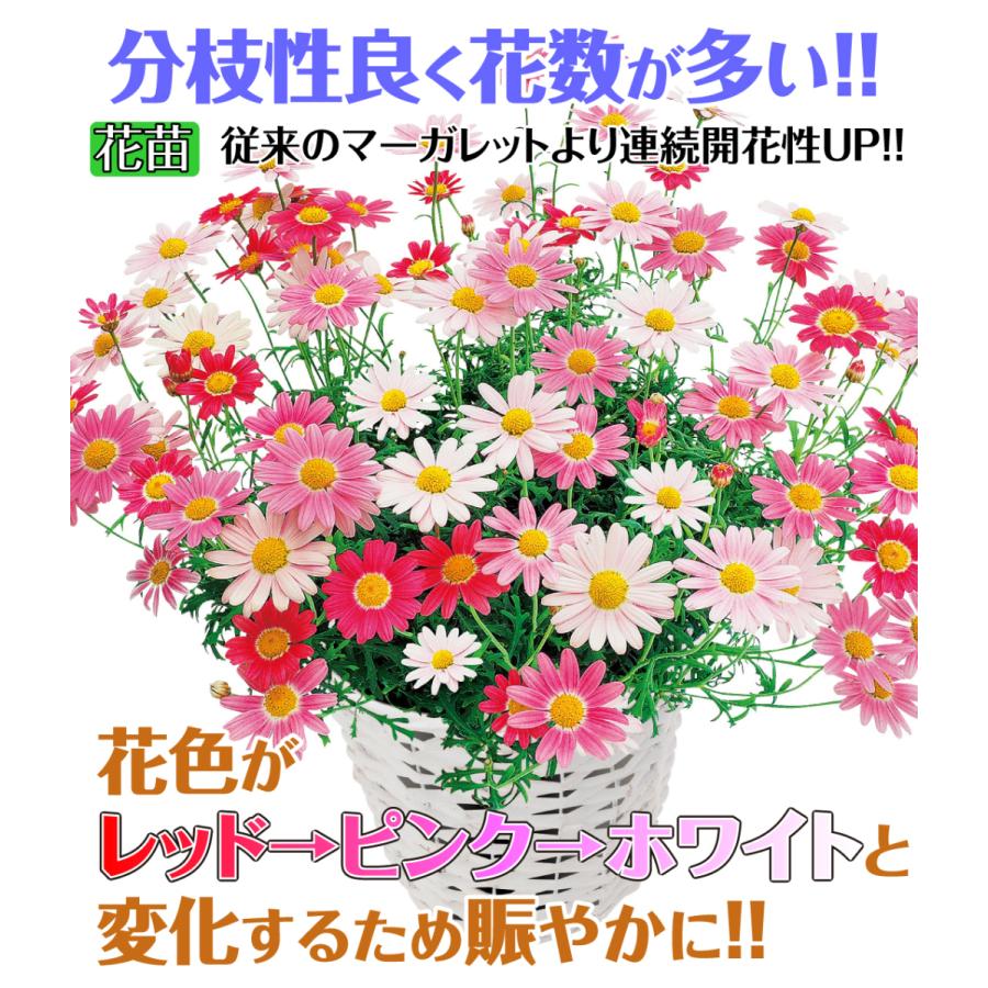 花苗 マーガレット ストロベリーホイップ 品種登録出願中 2株 199 P2 0008 花と緑 国華園 通販 Yahoo ショッピング