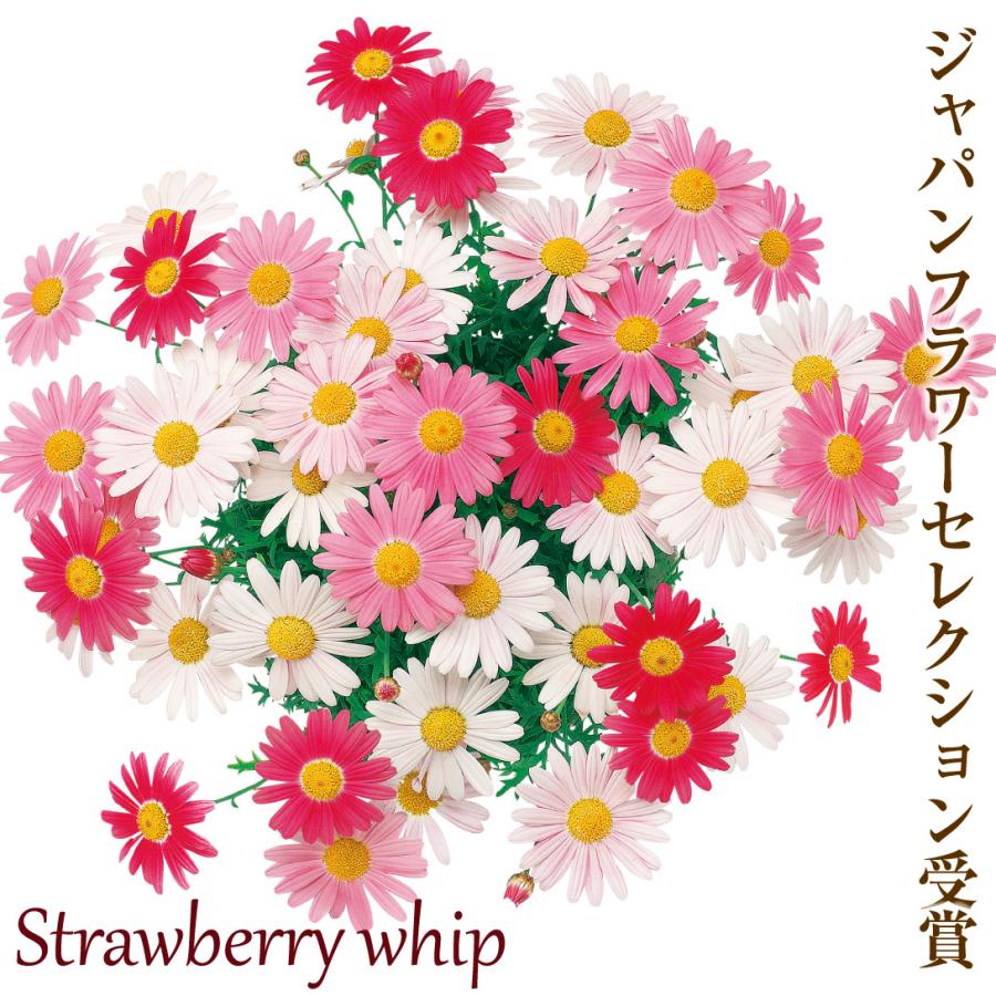 花苗 マーガレット ストロベリーホイップ 品種登録出願中 2株 199 P2 0008 花と緑 国華園 通販 Yahoo ショッピング