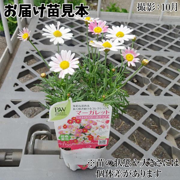 マーガレット ストロベリーホイップ 品種登録出願中 2株 9cmポット苗 花苗 花の苗 199 P2 0008 花と緑 国華園 通販 Yahoo ショッピング