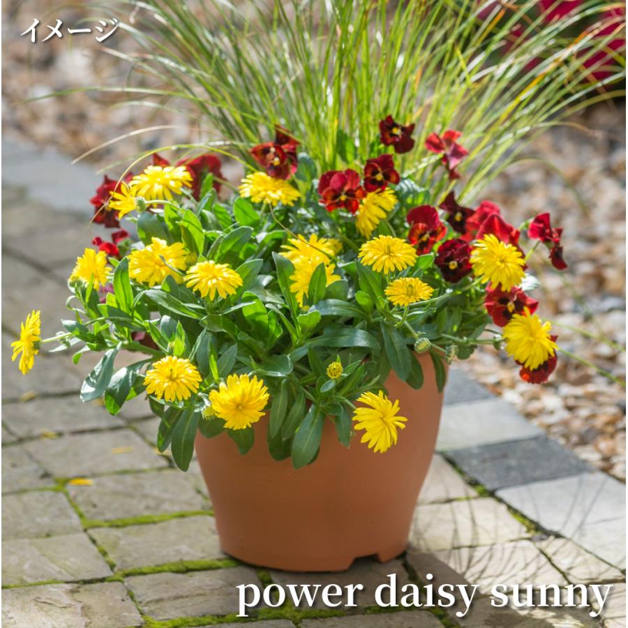 花苗 カレンデュラ パワーデイジーPVP 2株 / 花の苗 キンセンカ