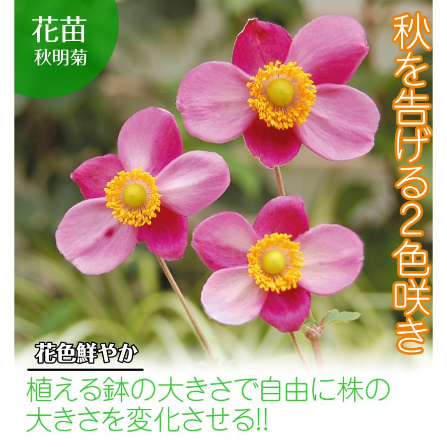 花苗 秋明菊 ダイアナ 2株 199 P2 0023 花と緑 国華園 通販 Yahoo ショッピング