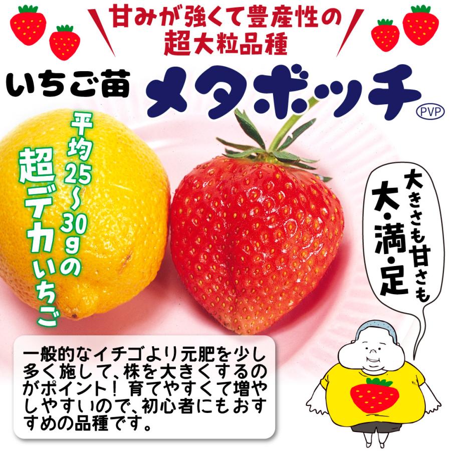 いちごap種類ラクマ。コメント受付  相談　5月11日　とよのか苗　紹介 いちごap種類ラクマ。コメント受付 相談 5月11日 とよのか苗 紹介
