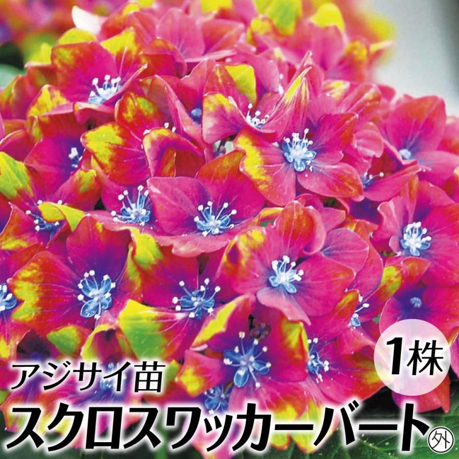 アジサイ 苗 スクロスワッカーバート外 1株 苗木 花木苗 199 P4 0005 花と緑 国華園 通販 Yahoo ショッピング