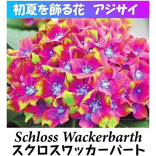 紫陽花苗 暁光園作出アジサイ 苗 苗木 旭日昇天PVP 1株 / キョクジツ