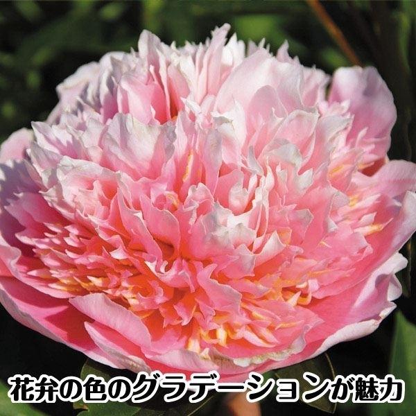 芍薬 苗 エッチドサーモン 1株 シャクヤク 花木 ピオニー シャクヤクの花 199 P4 0024 花と緑 国華園 通販 Yahoo ショッピング