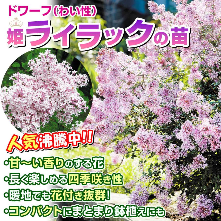国華園 姫ライラック苗 ジョシー 1株 挿木2年生10.5cmポット苗 花木苗