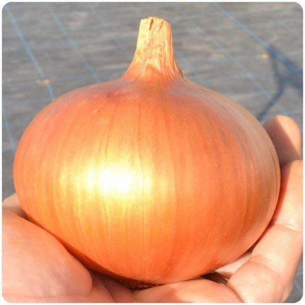 種 野菜たね タマネギ （中晩生）つりたま王 1袋（5ml） 玉葱 玉ねぎ