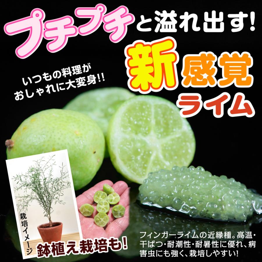 フィンガーライム 苗 苗木 デザートライム 1株 フィンガーライムの木 柑橘 カンキツ 果樹苗 国華園 199 P8 0071 花と緑 国華園 通販 Yahoo ショッピング