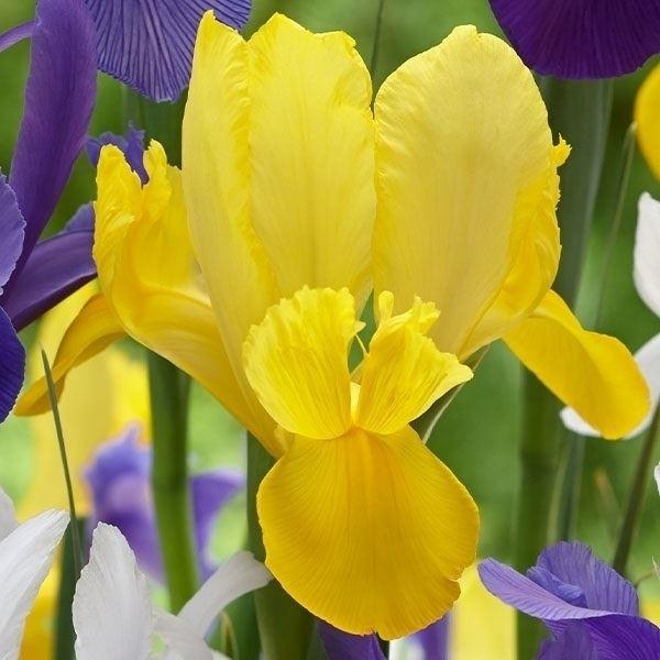 ダッチアイリス 球根 黄花 ゴールデンハーベスト 10球 ダッチアイリスの花 ダッチアイリスの球根 秋植え球根 19n P0 0135 花と緑 国華園 通販 Yahoo ショッピング