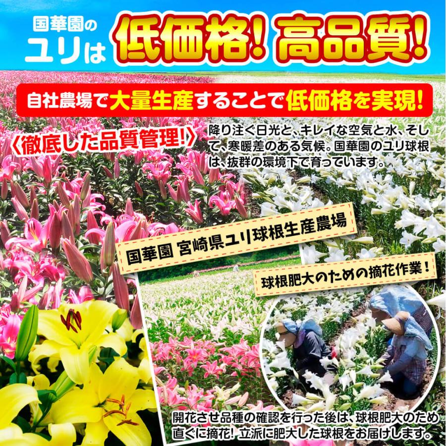 国華園 ユリ 球根 花ユリ オリエンタルリリー 特大球 ゴールデン