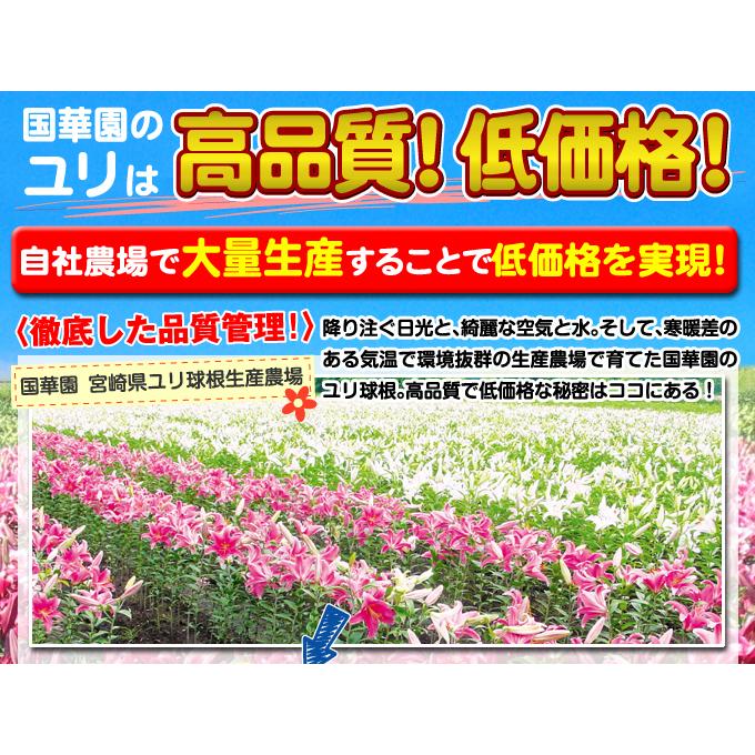 驚きの価格が実現 オリエンタルリリー 球根 特大球 カサブランカ 3球 花ユリ Aynaelda Com