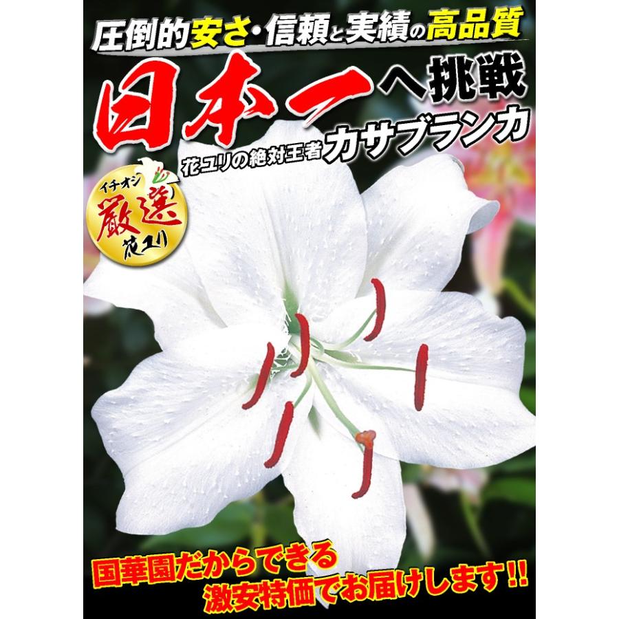 ユリ オリエンタルリリー 球根 超特大球 カサブランカ 6球 花ユリ 百合 ユリの球根 19n P0 0290 花と緑 国華園 通販 Yahoo ショッピング
