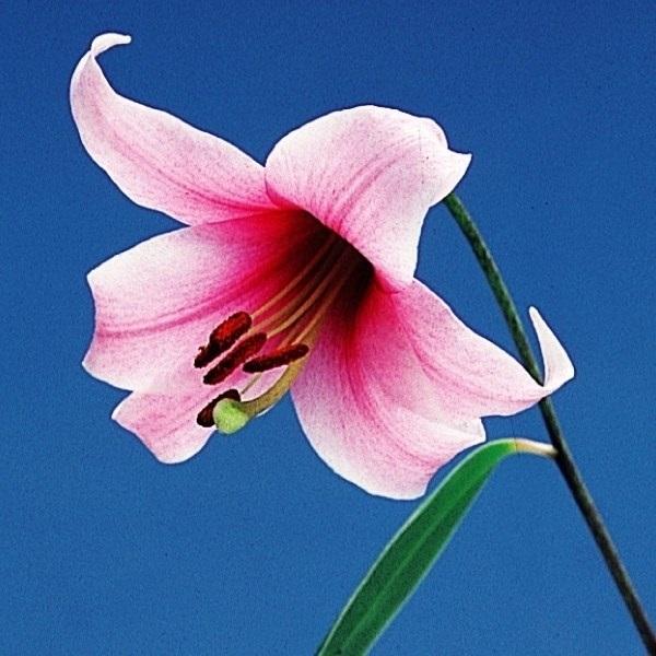 激安大特価 原種ユリ 球根 神領ユリ 1球