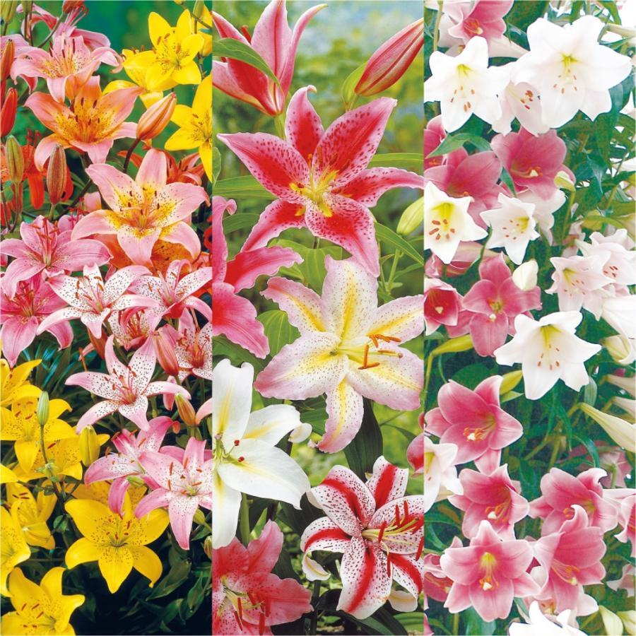 ユリ 球根 12月咲ユリ福袋 30球 品種見計い 名称付 百合