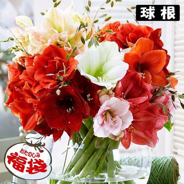 アマリリス 球根福袋 24球 品種見計らい 名称付き 花の球根 国華園 Ati Shahroodut Ac Ir