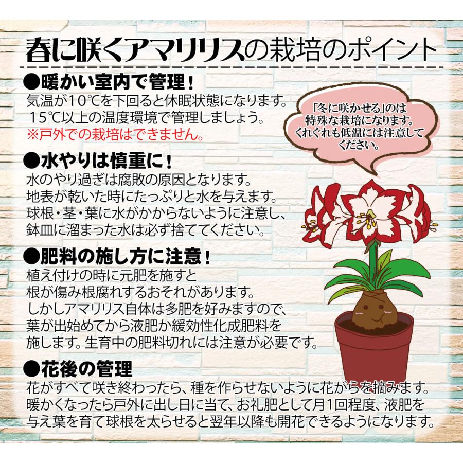 国華園 アマリリス お買得球根福袋 24球 (品種見計らい・名称付き