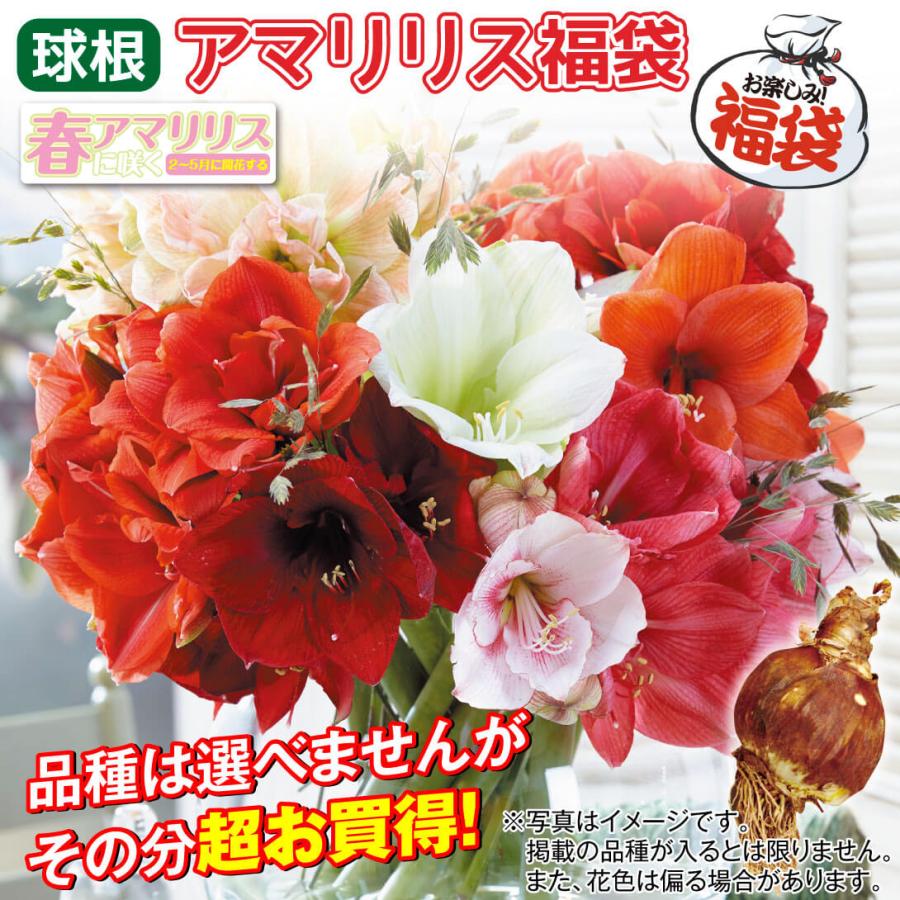 国華園 アマリリス お買得球根福袋 24球 (品種見計らい・名称付き
