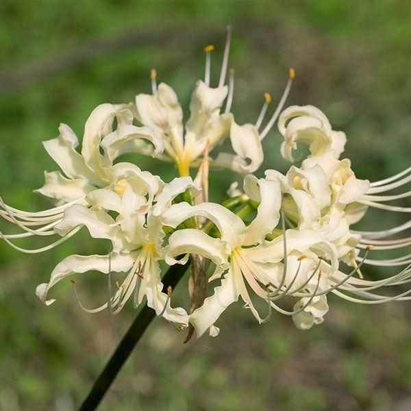 セール開催中最短即日発送 リコリス 球根 アルビフローラ 3球 夏植え球根 リコリス