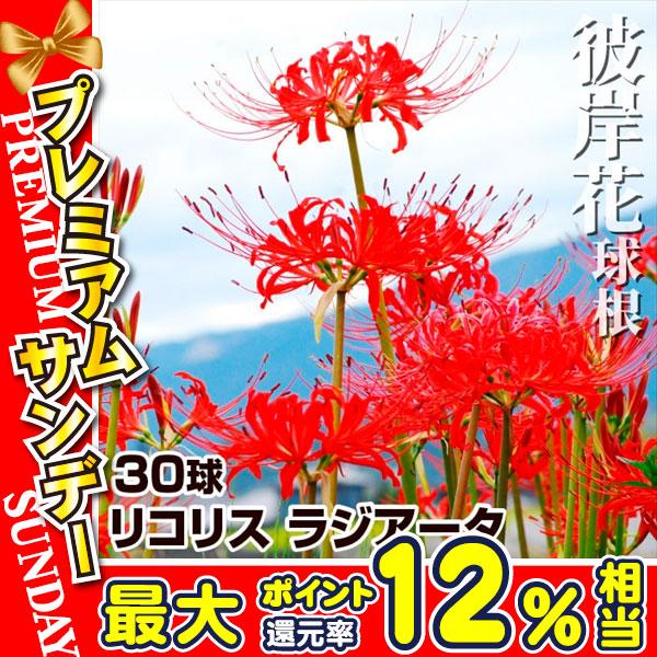 彼岸花 球根 リコリス ラジアータ 夏植え球根 ヒガンバナの花 値引き 曼珠沙華 30球