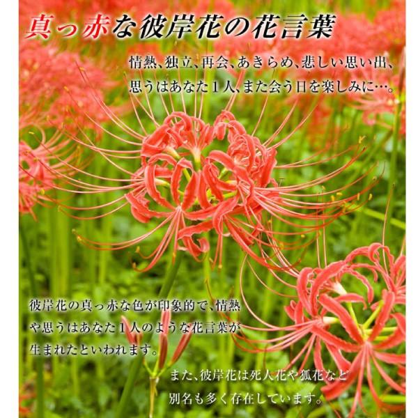 卸売り ヒガンバナ リコリス ラジアータ 30球 球根 夏植え球根 Whitesforracialequity Org