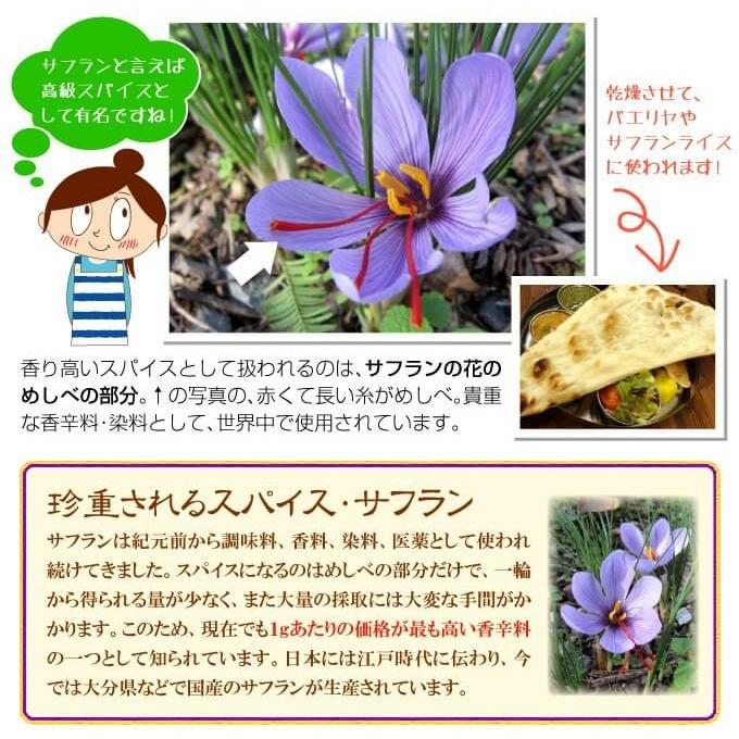 サフラン 球根 10球 夏植え球根 サフランの花 19n P0 0477 花と緑 国華園 通販 Yahoo ショッピング
