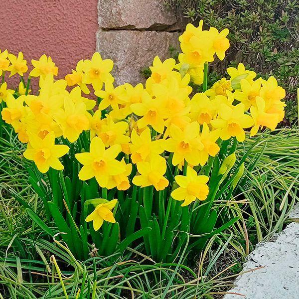 スイセン 球根 ミニ水仙 テタテート 10球 19n P1 0214 花と緑 国華園 通販 Yahoo ショッピング