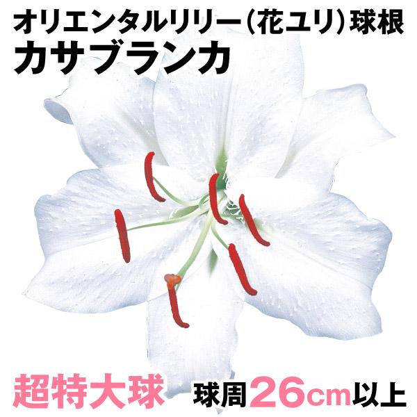 花ユリ 球根 超特大球 カサブランカ 4球 19n P1 0641 花と緑 国華園 通販 Yahoo ショッピング