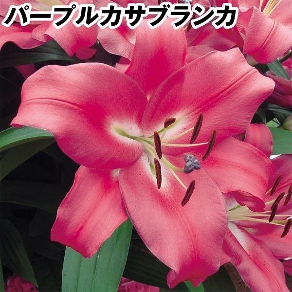 花ユリ 球根 超特大球パープルカサブランカ ロビナ 球 Sagaretxe Net