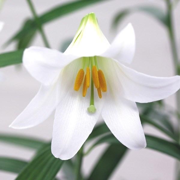 花と緑 国華園原種ユリ 球根 白花乙女ユリ 6球 驚きの値段で