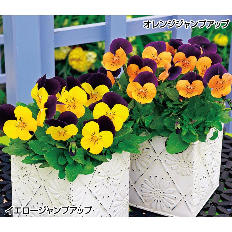 プラグ花苗 ビオラ ジャンプアップミックス 1トレー (70本入・花色無