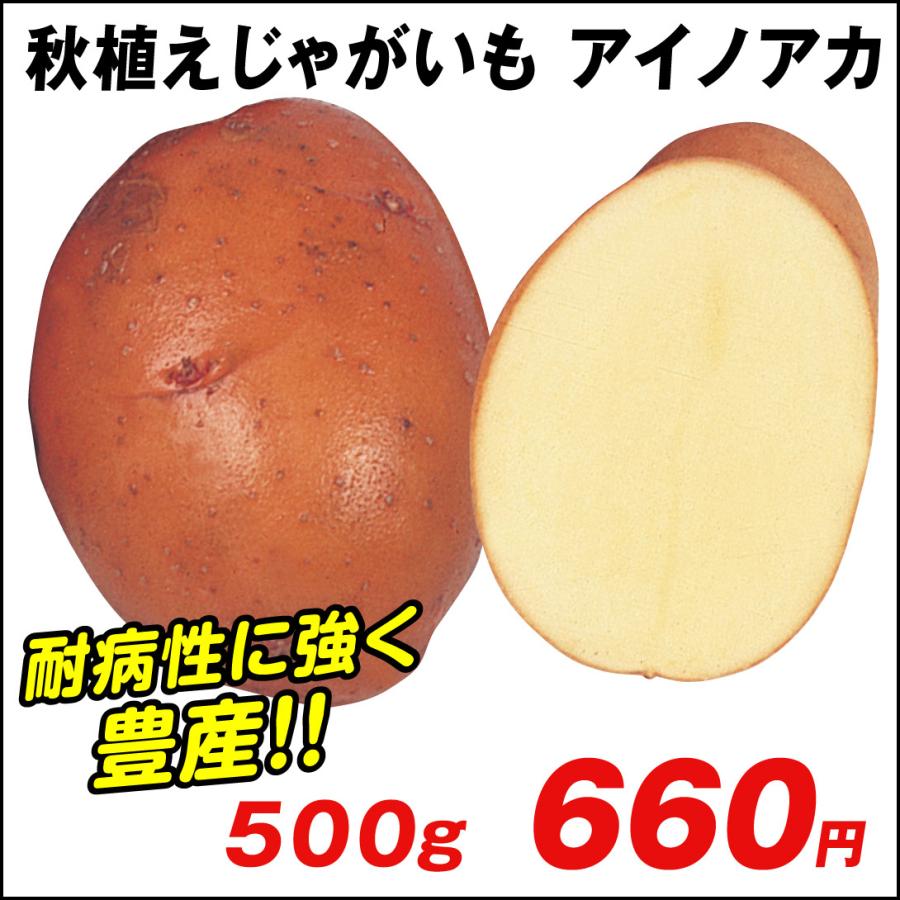 64 以上節約 種芋 秋植え じゃがいも ジャガイモ アイノアカ 500g 家庭菜園 馬鈴薯 じゃが芋 ジャガ芋 じゃがいも種芋 ジャガイモ種芋 あいのあか 栽培簡単 自給自足