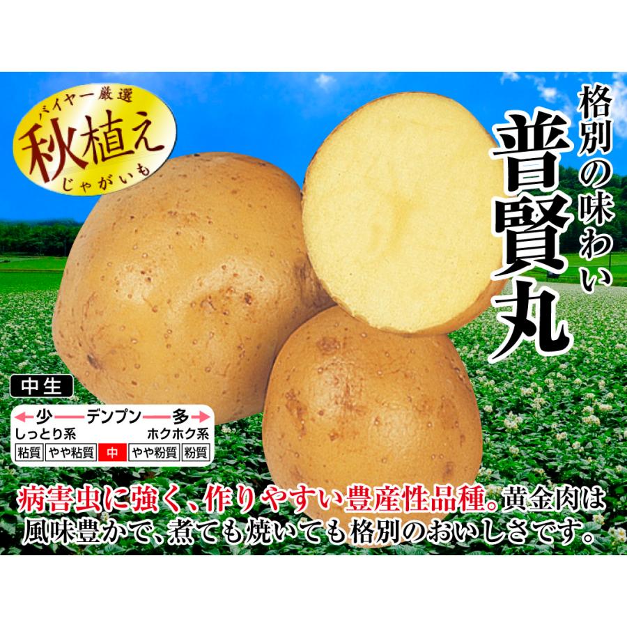 国華園 種芋 秋植えじゃがいも 普賢丸 500g / じゃが芋 ジャガ芋