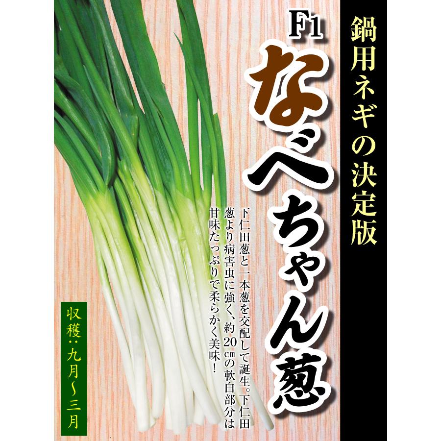 国華園 ネギ苗 葱苗 F1なべちゃん葱 100本 : 花と緑 国華園 - 通販