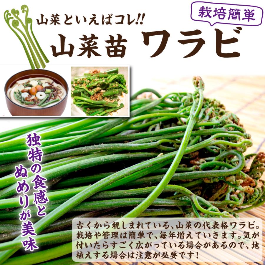 有用植物苗 山菜 ワラビ 8株 家庭菜園 自給自足 蕨 わらび 山 ぬめり 和食 美味しい 人気 国華園 期間限定特別価格 有用植物苗 山菜 ワラビ 8株 家庭菜園 自給自足 蕨 わらび 山 ぬめり 和食 美味しい 人気 国華園 期間限定特別価格
