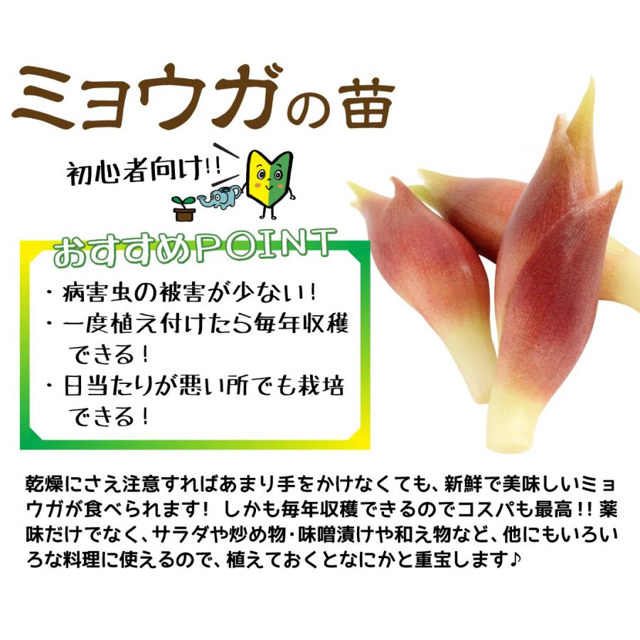 有用植物苗 ミョウガ 中生ミョウガ 4株 茗荷 山菜苗 有用植物苗 家庭菜園 19n P3 0024 花と緑 国華園 通販 Yahoo ショッピング