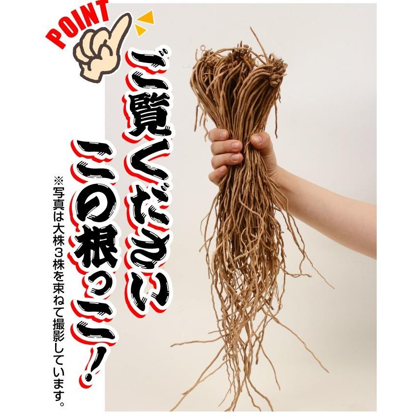 有用植物苗 アスパラガス 大株 ウェルカム 4株 / 家庭菜園