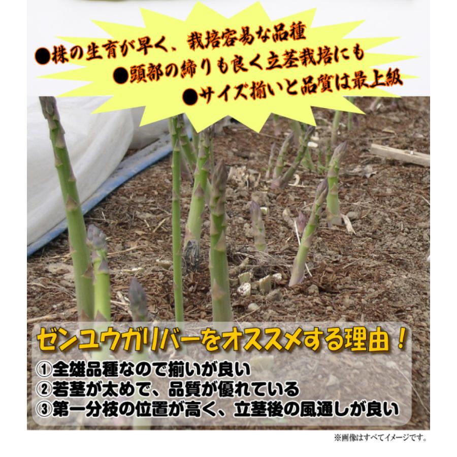 国華園 有用植物苗 アスパラガス ゼンユウガリバーR 6株 / 家庭菜園