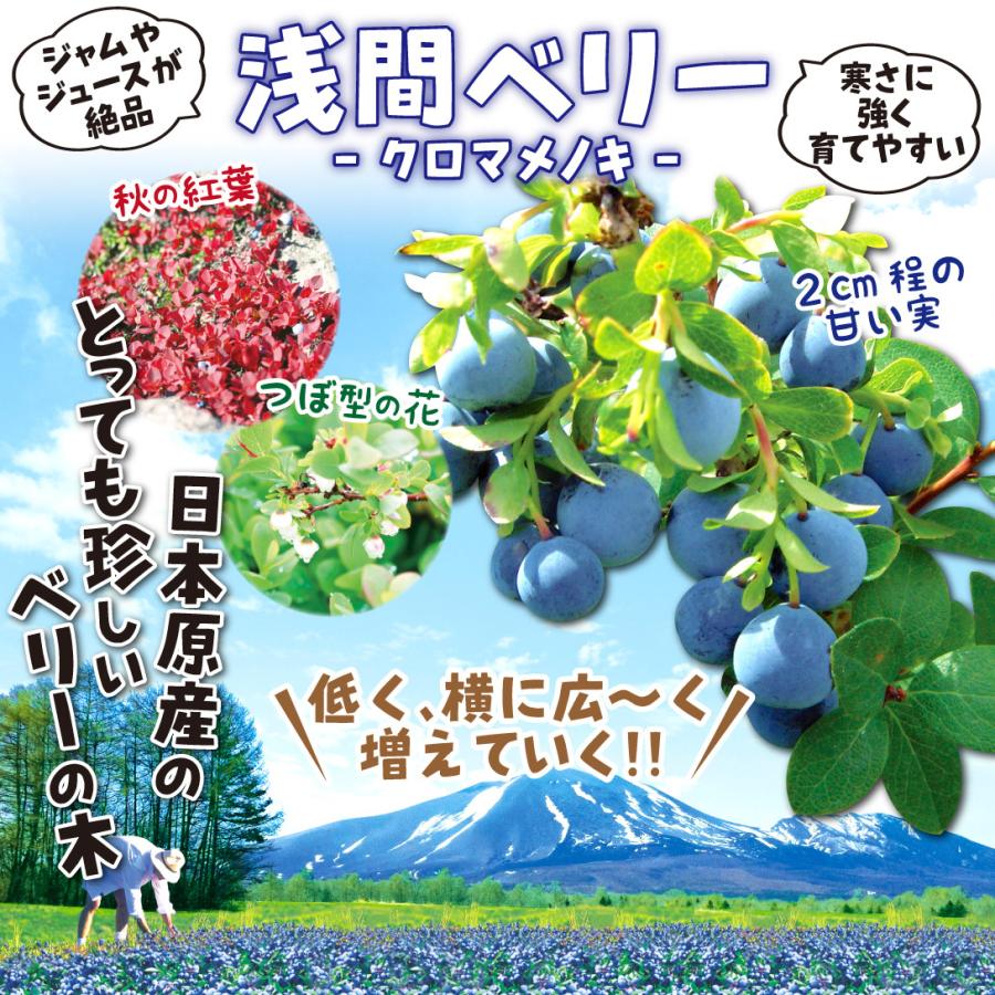 苗 苗木 浅間ベリー 1株 家庭菜園 ジュース ジャム あさまベリー 落葉樹 寒さに強い 奇跡の果物 育てやすい 鉢植え自給自足 植物 有用植物苗 19n P3 0036 花と緑 国華園 通販 Yahoo ショッピング