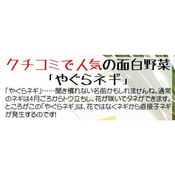 国華園 有用植物苗 やぐらネギ 8株 / 家庭菜園 家庭栽培 ねぎ 葱 ネギ