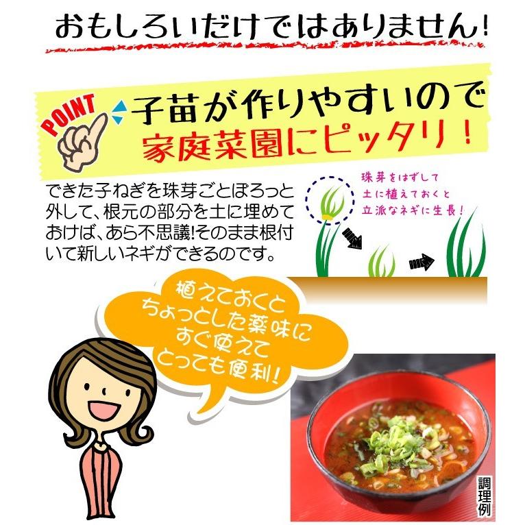 国華園 有用植物苗 やぐらネギ 8株 / 家庭菜園 家庭栽培 ねぎ 葱 ネギ