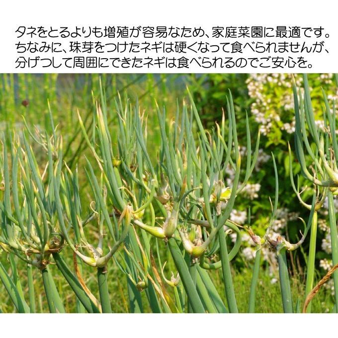国華園 有用植物苗 やぐらネギ 8株 / 家庭菜園 家庭栽培 ねぎ 葱 ネギ