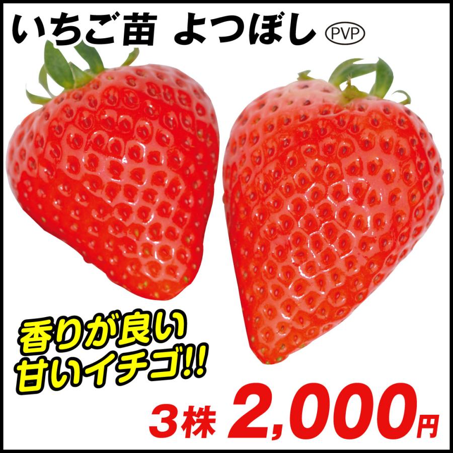 いちご苗 イチゴ苗 苺苗 よつぼしpvp 3株 家庭菜園 イチゴの苗 いちごの苗 大粒イチゴ 自給自足 四季成りいちご 美味しい 19n P3 0047 花と緑 国華園 通販 Yahoo ショッピング