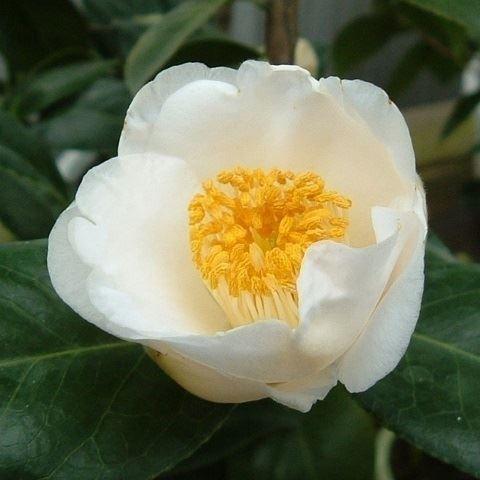 椿 苗 茶花系一重 白玉 1株 椿の苗木 花木 ツバキ 19n P4 0054 花と緑 国華園 通販 Yahoo ショッピング