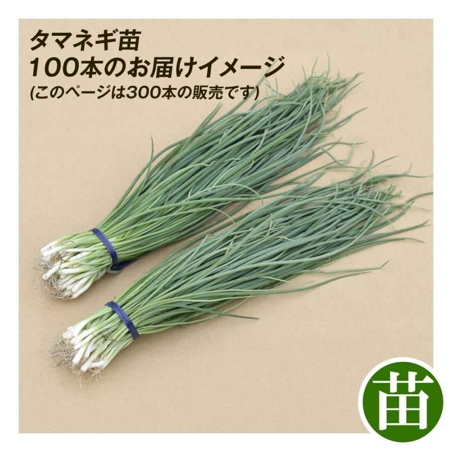 中生玉ねぎ苗　1500本　本日限り 中生玉ねぎ苗 1500本