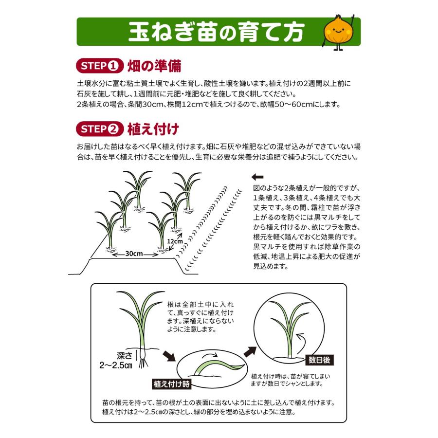 玉ねぎ苗（超極早生）はや玉グルメ 500本 :2019n-p5-0003:花と緑 国