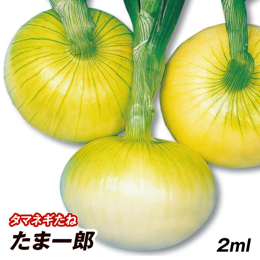 種 野菜たね タマネギ （超極早生）たま一郎 1袋（2ml） 玉葱 玉ねぎ